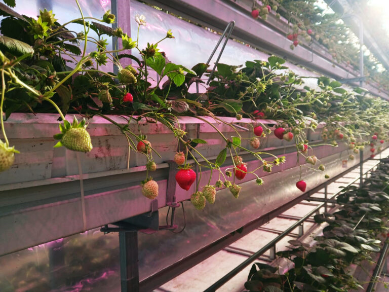 A picture of strawberries at vertical farming facility