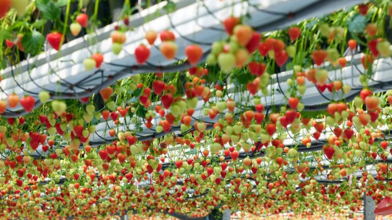ows of strawberries at various stages of ripeness growing in a vertical farming system, suspended from overhead supports in a controlled greenhouse environment.