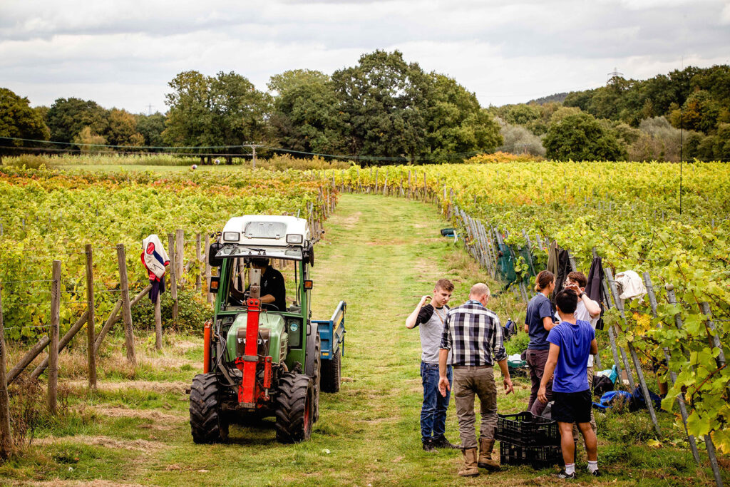 A group of people gathered in a vineyard near a small green tractor, with rows of grapevines stretching into the distance under a cloudy sky.