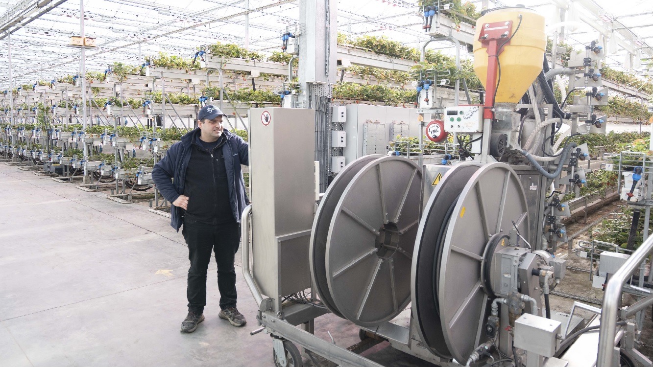 Worker using technology within a glasshouse full of strawberries