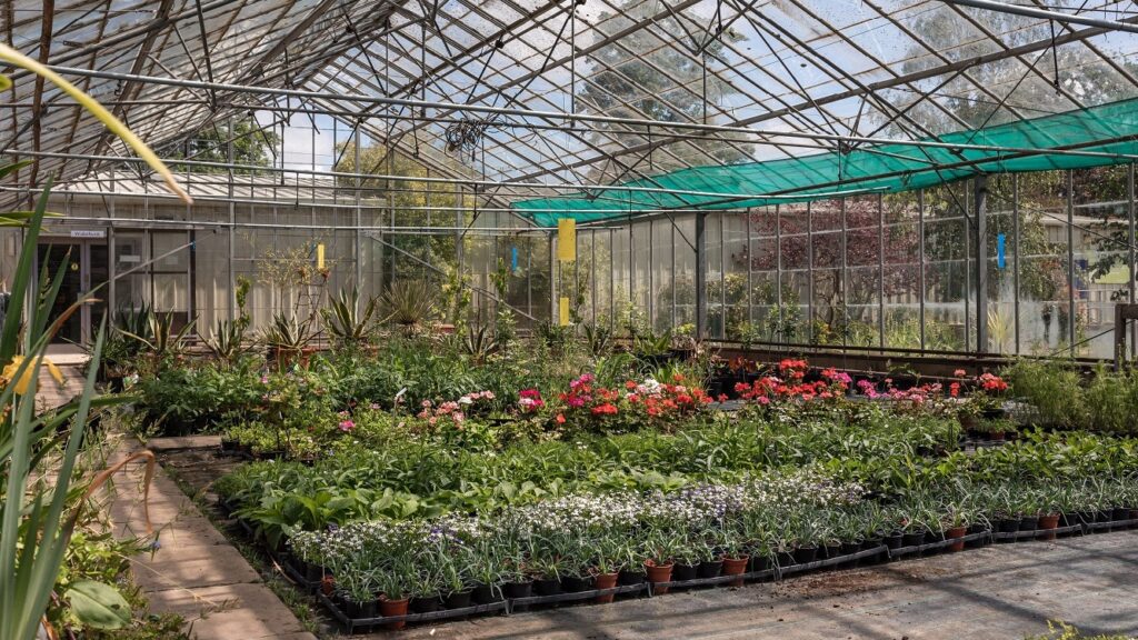 Horticultural plants growing inside a glasshouse