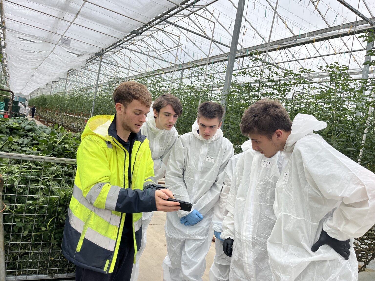 Four students in hazmat suits gather around a trainee tomato grower in a Hi-Viz jacket looking at his mobile phone. They are situated in a large glasshouse full of tomato plants.
