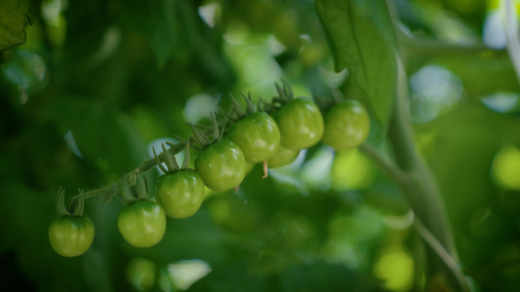 Green tomatoes growing on the vine