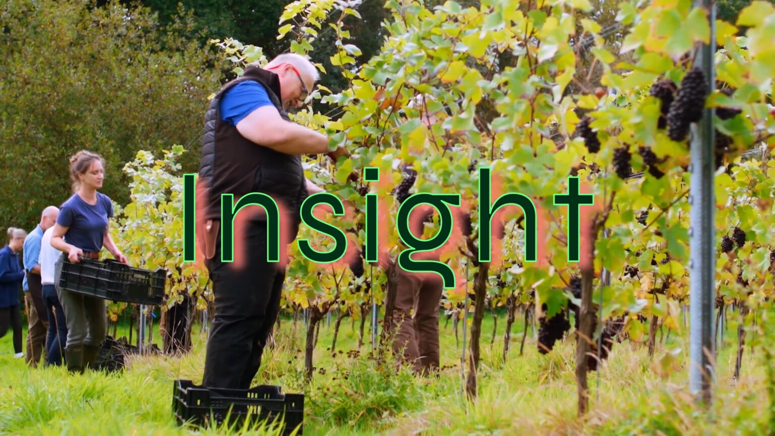 Workers in a vineyard, with the text 'Insight' overlaid