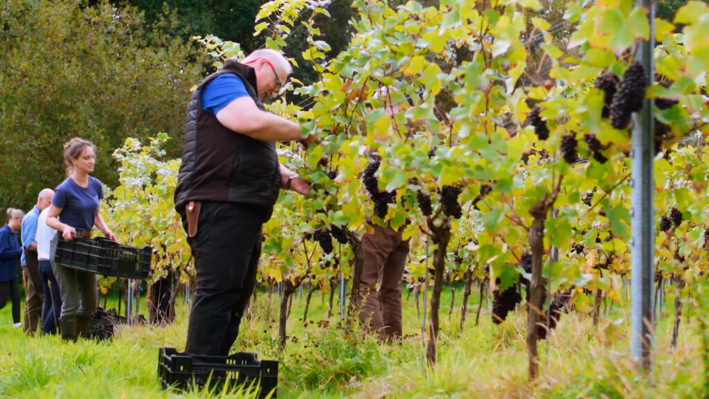 Workers in a vineyard
