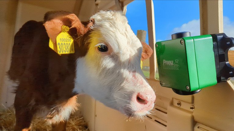 Calf standing at Pneumonitor sensor