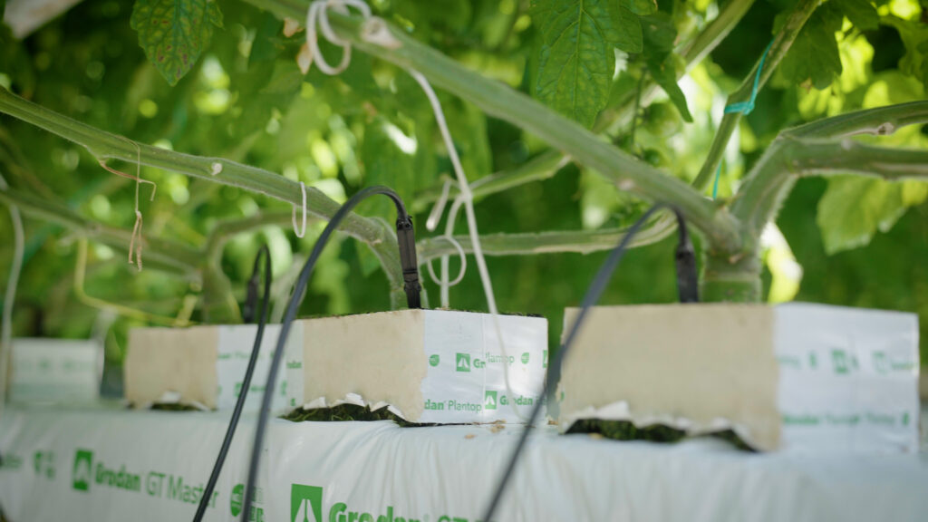 Tomato plants with sensors connected