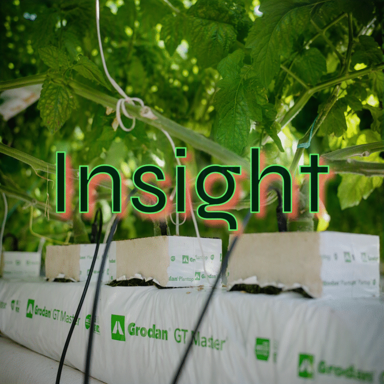 Tomato plant with sensors. Text overlay 'Insights'